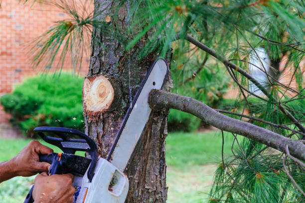 Best Emergency Tree Removal  in Firthcliffe, NY
